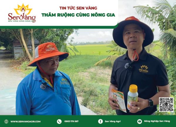 Nông Nghiệp Sen Vàng ghé thăm ruộng của Nông Gia