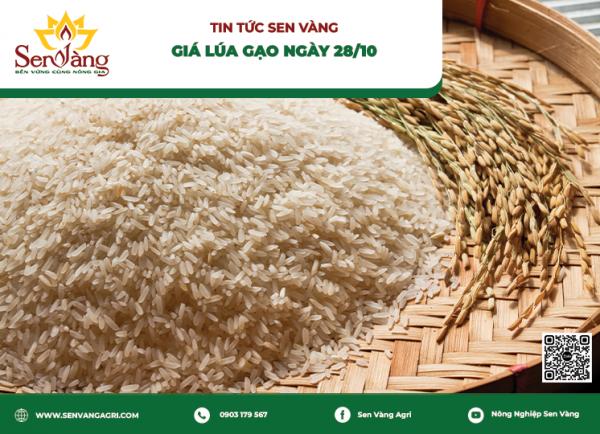 Giá lúa gạo ngày 28/10: Thị trường ổn định, Đài thơm 8 dao động 7.800 - 8.000 đồng/kg