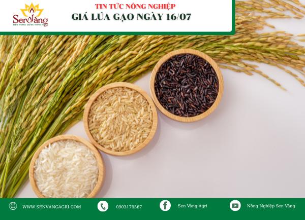 Giá lúa gạo ngày 16/07: Giá lúa gạo biến động nhẹ, thị trường xuất khẩu vẫn trầm lắng
