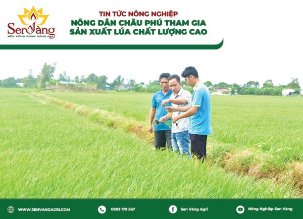 Nông dân Châu Phú tham gia sản xuất lúa chất lượng cao