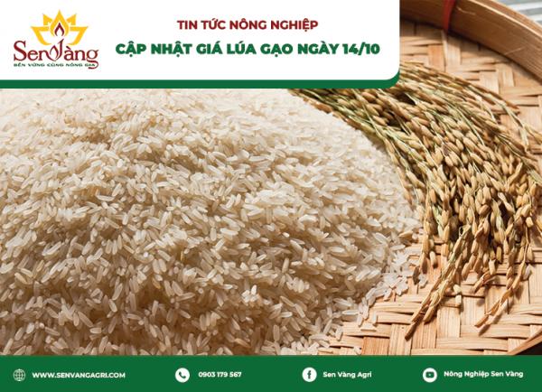 Giá lúa gạo ngày 14/10: Gạo nguyên liệu IR 504 tăng 300 đồng/kg