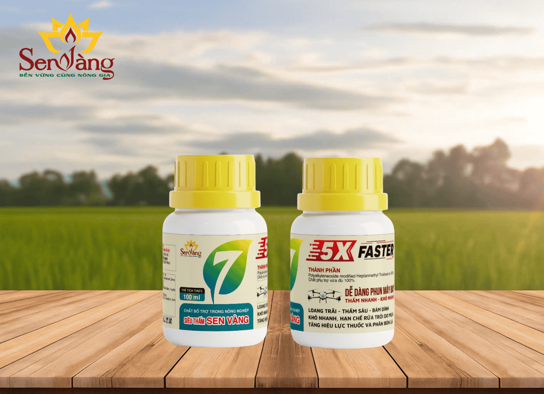 Siêu thấm Sen Vàng